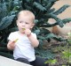 baby eating kale